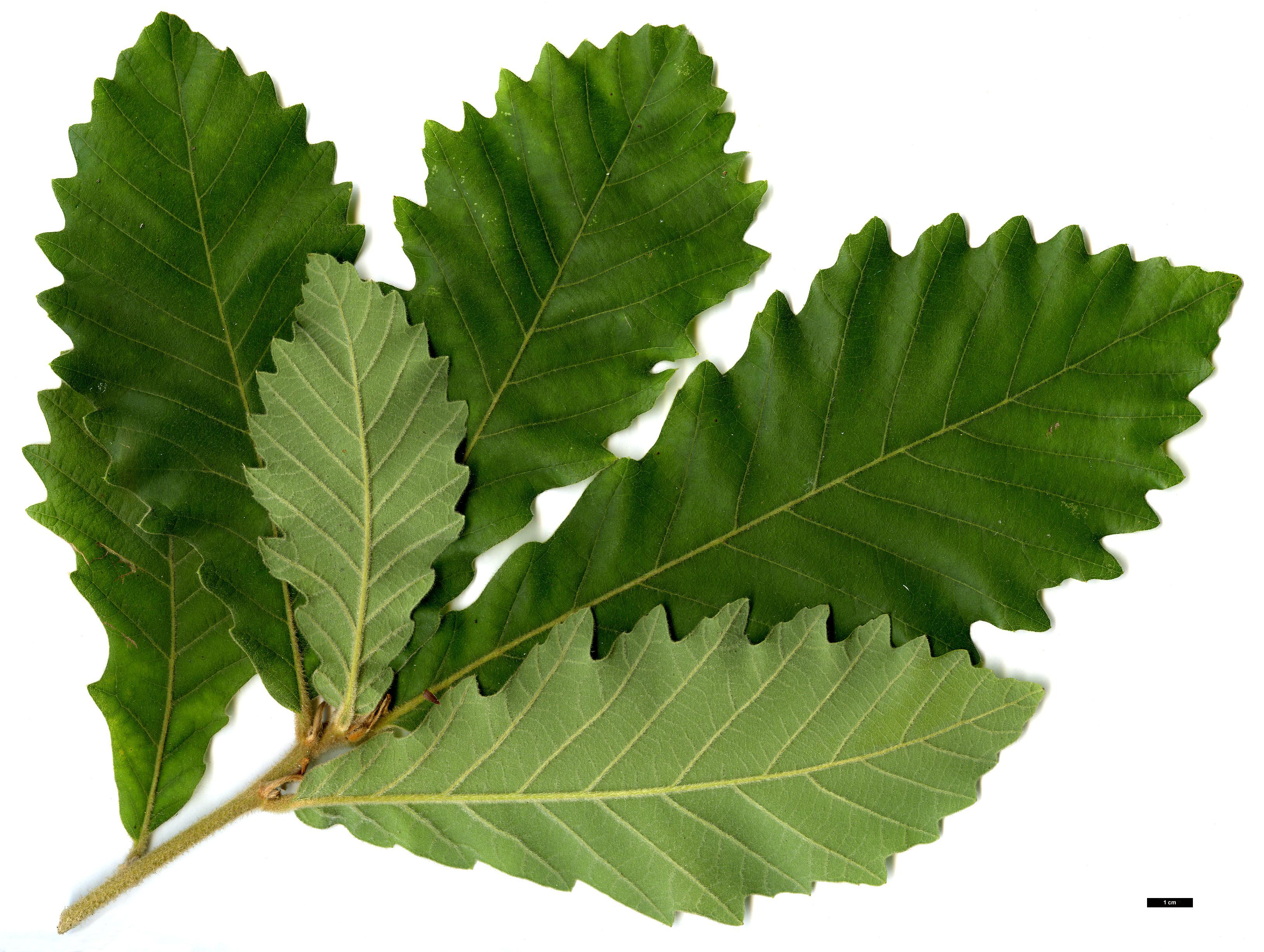 High resolution image: Family: Fagaceae - Genus: Quercus - Taxon: aliena × dentata subsp. yunnanensis